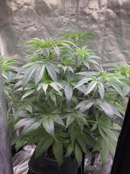 GMO Cookies - photoperiodic first time. Week 6