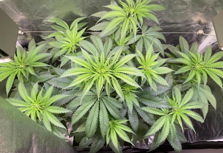 GMO Cookies - photoperiodic first time. Week 6