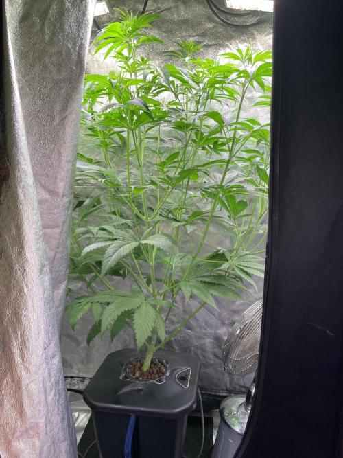 GMO Cookies - photoperiodic first time. Week 6
