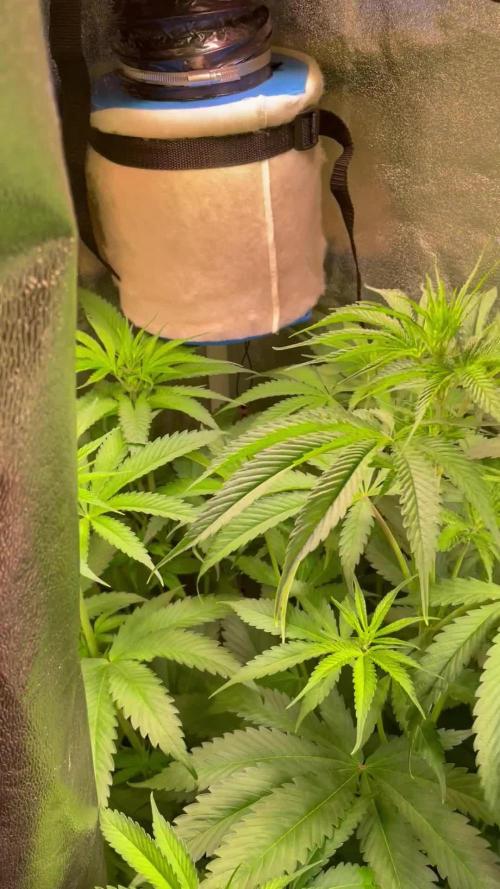 GMO Cookies - photoperiodic first time