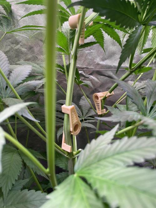 GMO Cookies - photoperiodic first time. Week 6