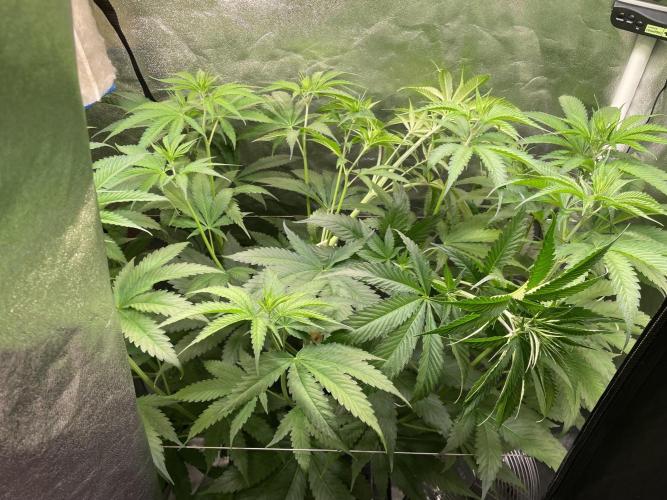 GMO Cookies - photoperiodic first time. Week 6