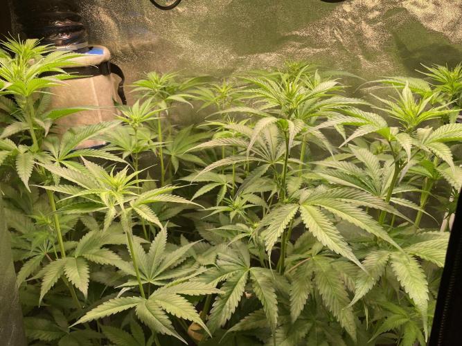 GMO Cookies - photoperiodic first time. Week 7