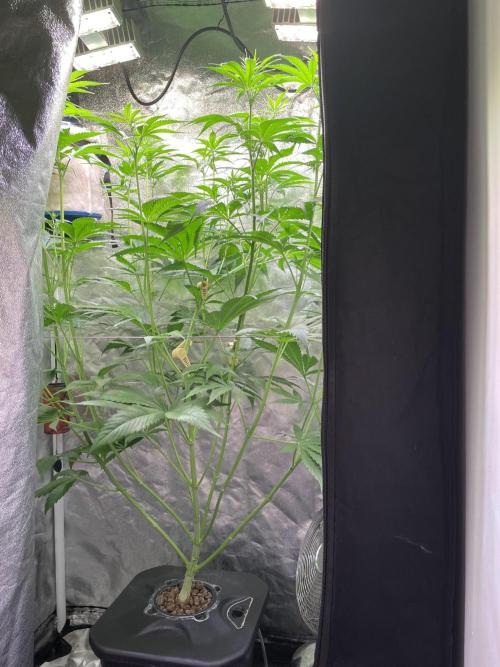 GMO Cookies - photoperiodic first time. Week 7