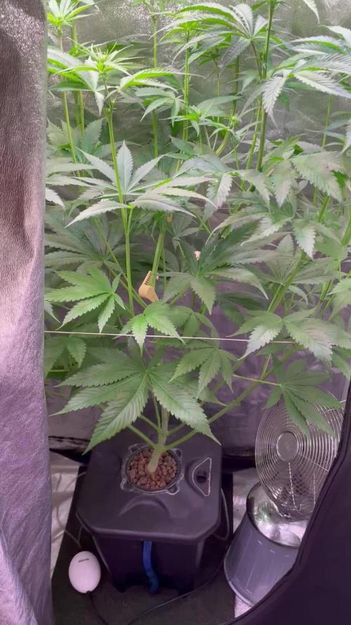 GMO Cookies - photoperiodic first time