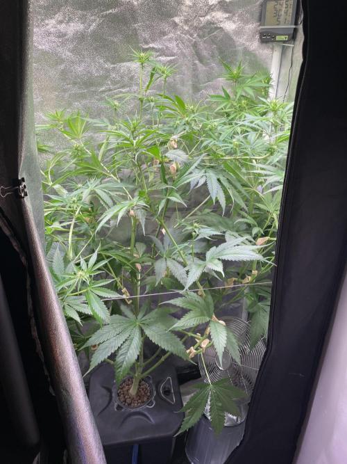 GMO Cookies - photoperiodic first time. Week 7