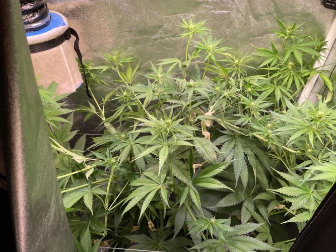 GMO Cookies. Week 7