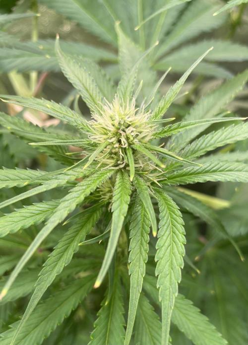 GMO Cookies - photoperiodic first time. Week 8
