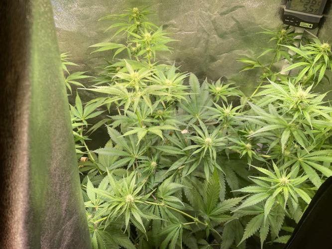 GMO Cookies - photoperiodic first time. Week 8