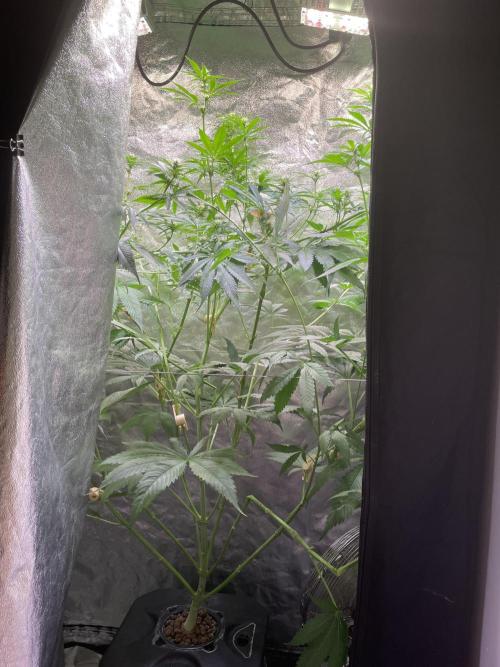 GMO Cookies. Week 8