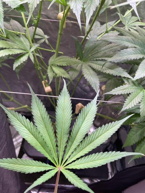 GMO Cookies - photoperiodic first time. Week 8