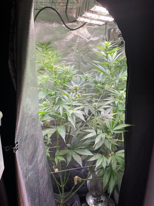 GMO Cookies - photoperiodic first time. Week 8