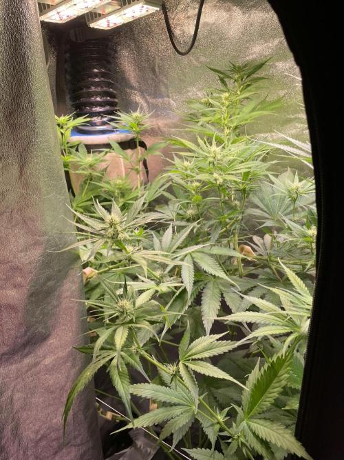 GMO Cookies. Week 8