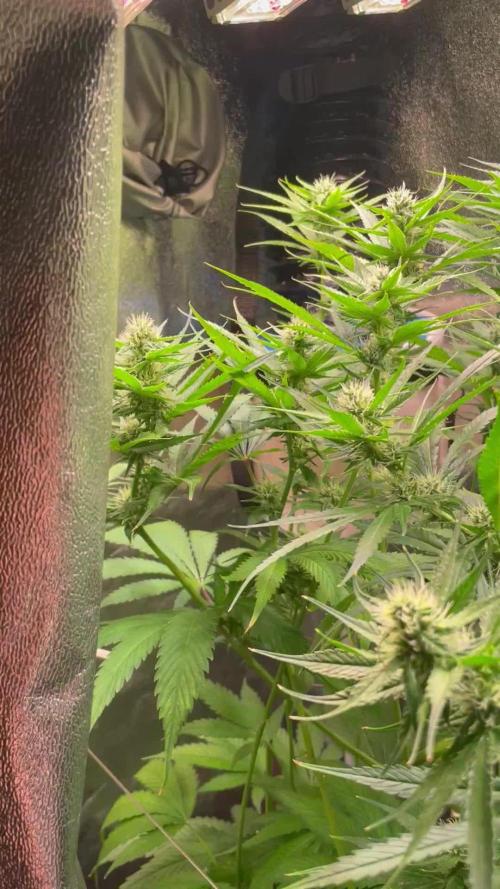 GMO Cookies - photoperiodic first time