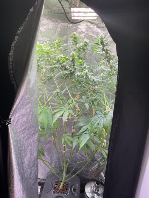 GMO Cookies - photoperiodic first time. Week 9