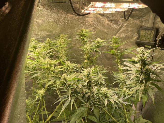 GMO Cookies - photoperiodic first time. Week 9