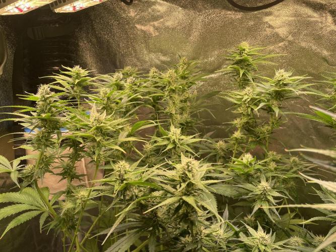 GMO Cookies - photoperiodic first time. Week 9