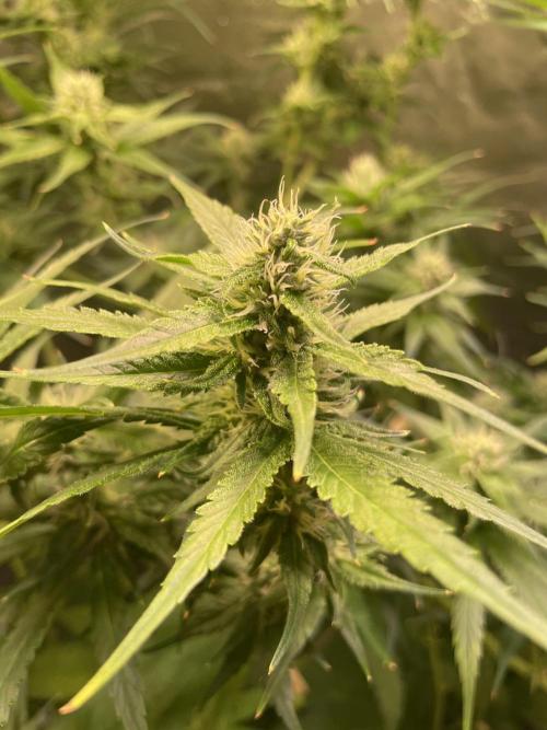 GMO Cookies - photoperiodic first time. Week 9