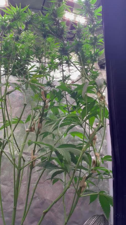 GMO Cookies - photoperiodic first time