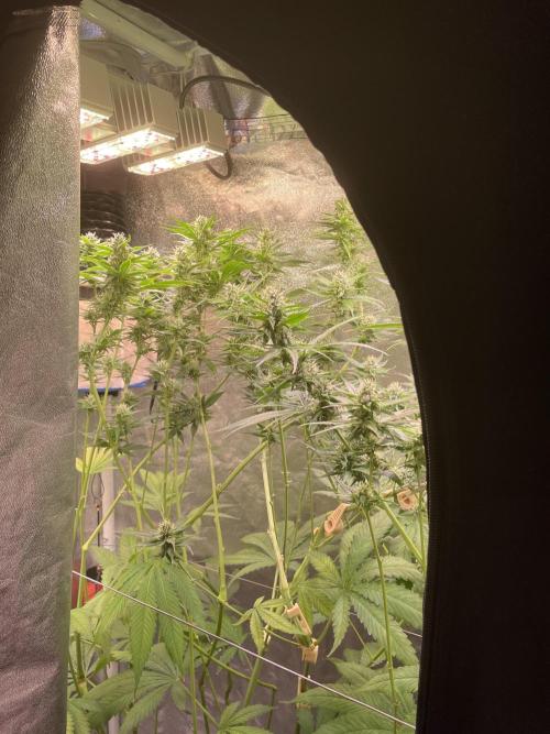 GMO Cookies - photoperiodic first time. Week 10