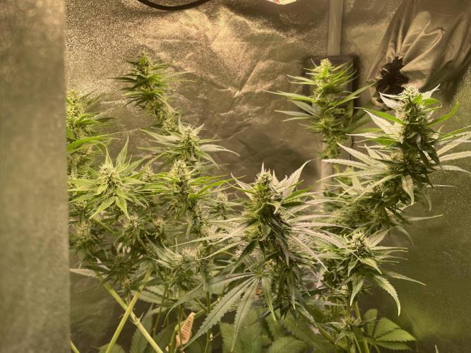 GMO Cookies - photoperiodic first time. Week 10