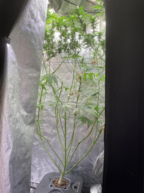 GMO Cookies - photoperiodic first time. Week 10