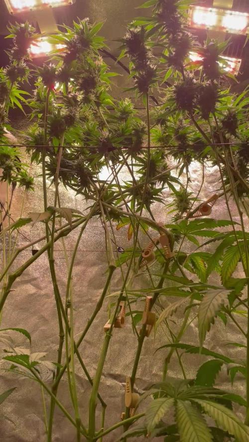 GMO Cookies - photoperiodic first time