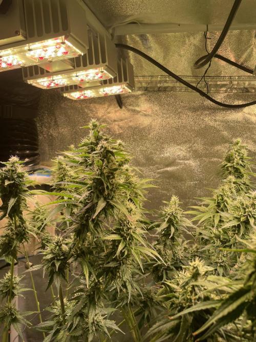 GMO Cookies - photoperiodic first time. Week 11