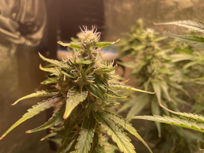 GMO Cookies - photoperiodic first time. Week 11