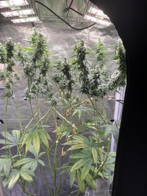 GMO Cookies - photoperiodic first time. Week 11