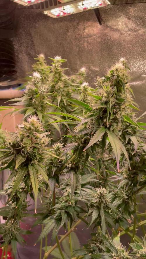 GMO Cookies - photoperiodic first time