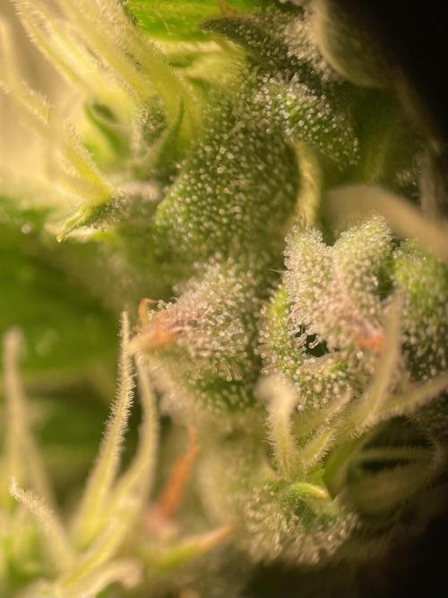 GMO Cookies - photoperiodic first time. Week 12