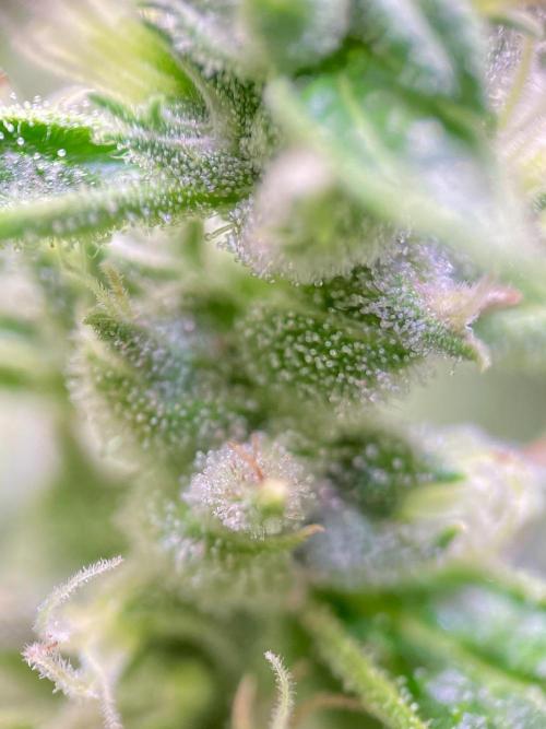 GMO Cookies - photoperiodic first time. Week 12