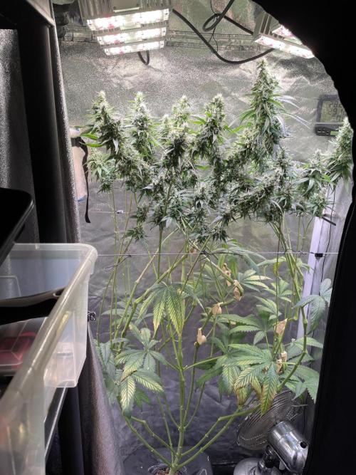 GMO Cookies - photoperiodic first time. Week 12
