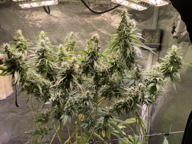 GMO Cookies - photoperiodic first time. Week 12