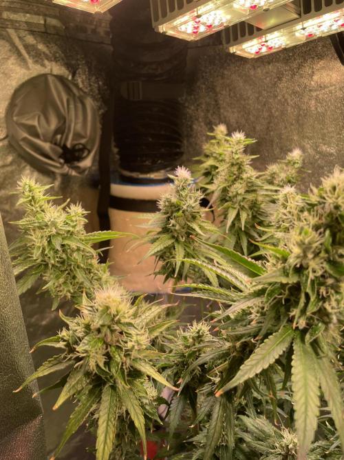 GMO Cookies - photoperiodic first time. Week 12