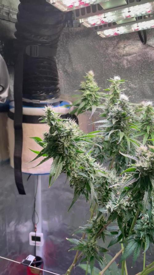 GMO Cookies - photoperiodic first time