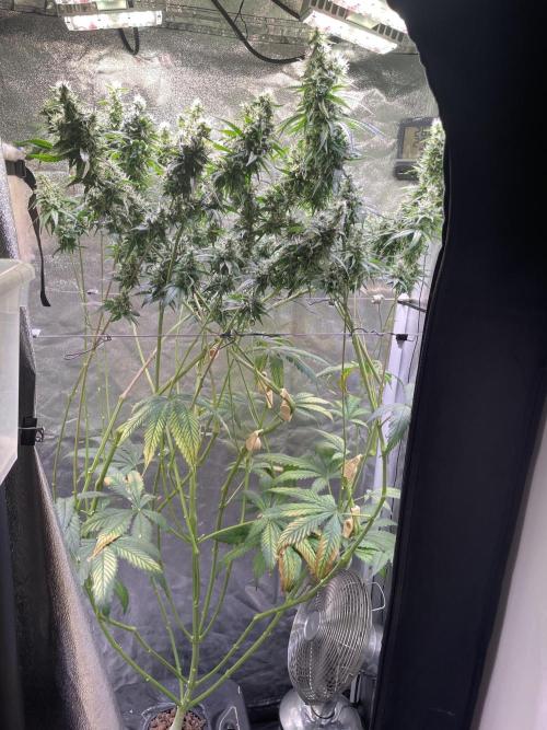 GMO Cookies - photoperiodic first time. Week 13