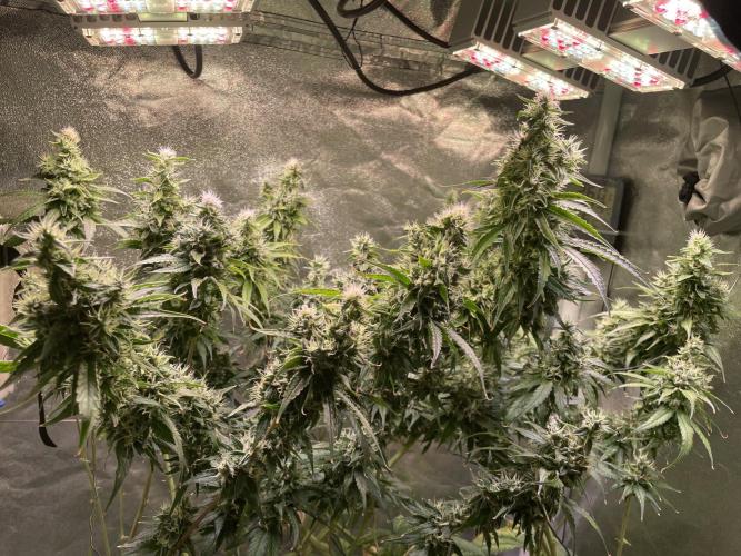 GMO Cookies - photoperiodic first time. Week 13