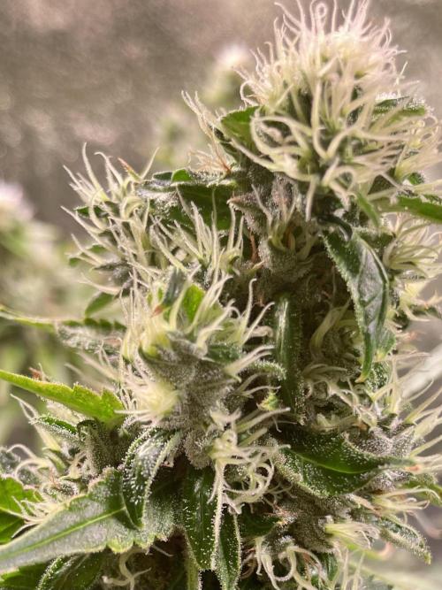 GMO Cookies - photoperiodic first time. Week 13