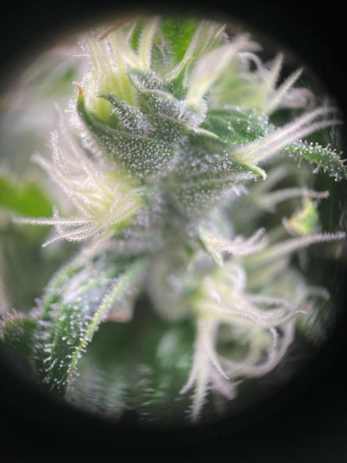 GMO Cookies - photoperiodic first time. Week 13