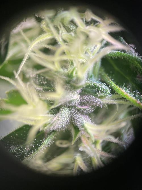 GMO Cookies - photoperiodic first time. Week 13