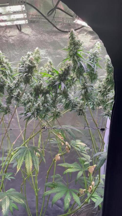 GMO Cookies - photoperiodic first time