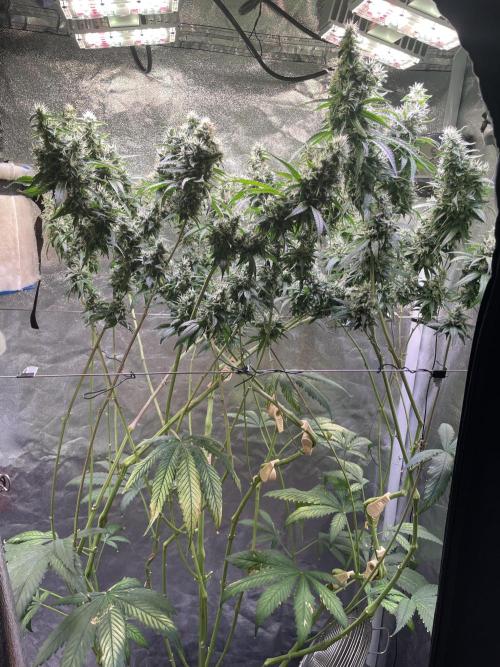 GMO Cookies - photoperiodic first time. Week 14
