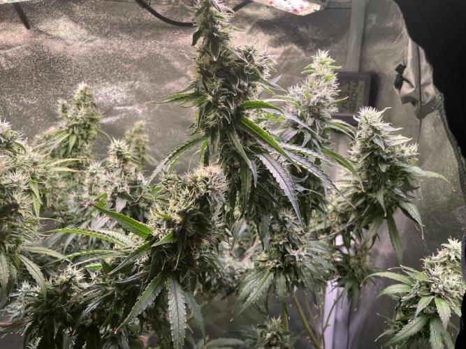 GMO Cookies - photoperiodic first time. Week 14