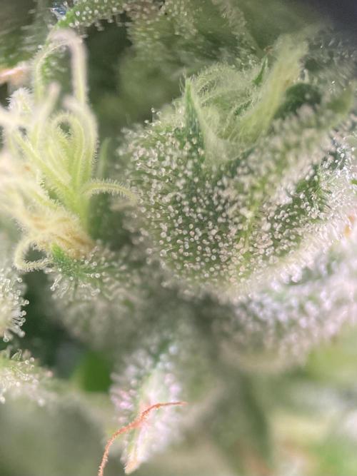 GMO Cookies - photoperiodic first time. Week 14