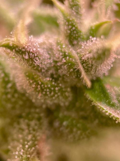 GMO Cookies - photoperiodic first time. Week 14