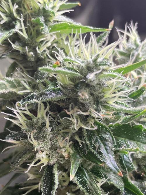 GMO Cookies. Week 14