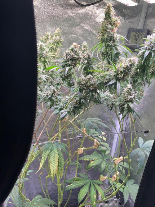 GMO Cookies - photoperiodic first time. Week 15