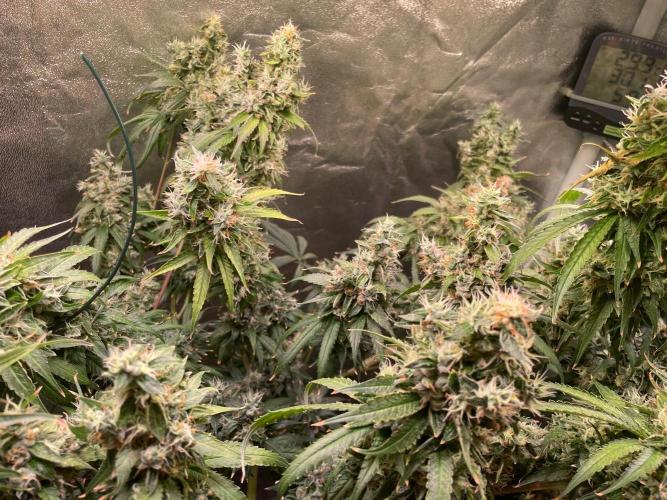 GMO Cookies - photoperiodic first time. Week 15